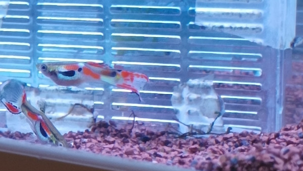 pareil plus commun mais asser rare moins que celuid du dessus