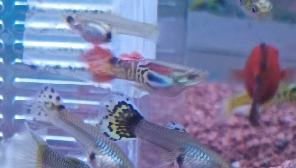 trigre queue en forme de flamme