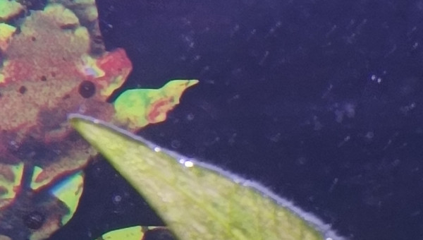 je ne sais pas mais andlers peut-être qui grandi plus!?rare