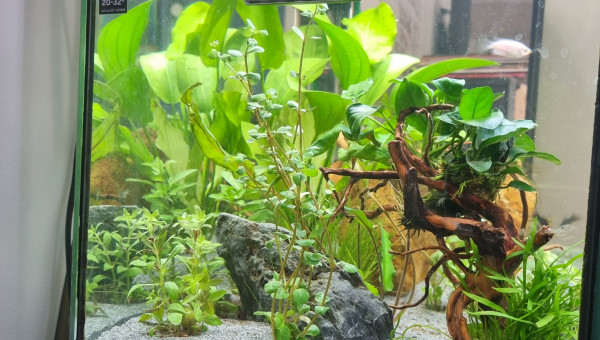 Ajout de plantes et une racine