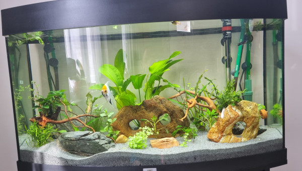 Ajout de plantes et une racine