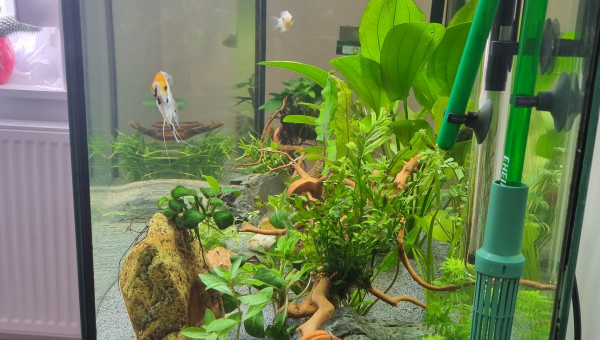 Ajoute plantes et une racine