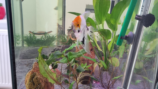 Helostoma temminkii "kissing gourami"  et Scalaire