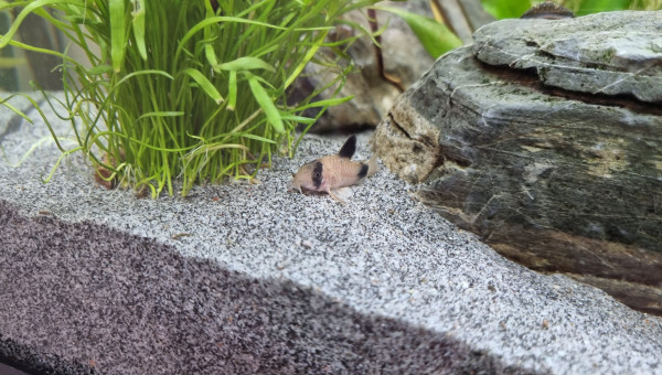 Corydoras Panda