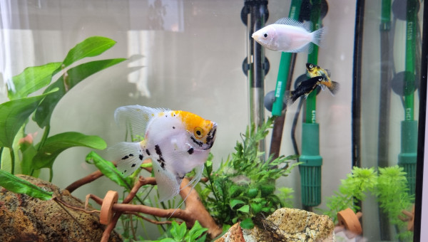 Scalaire, Mollys, Gourami Embrasseur