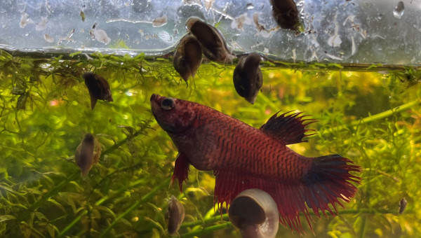 Pas si ordinaire que ça la femelle betta