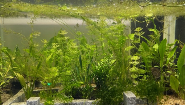 Evolution après deux semaines