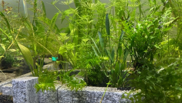 Evolution après deux semaines