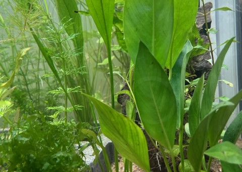 Evolution après deux semaines