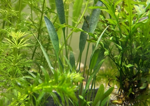 Evolution après deux semaines