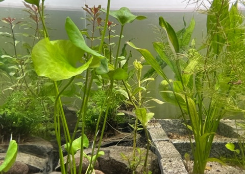 Evolution après deux semaines