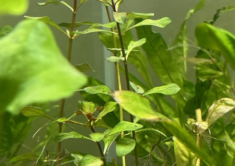 Evolution après deux semaines