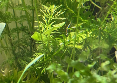 Evolution après deux semaines