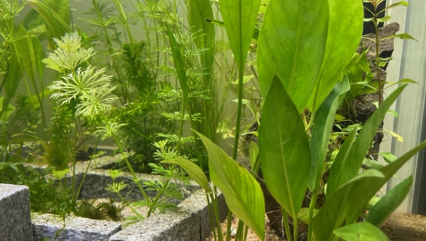 Evolution après deux semaines