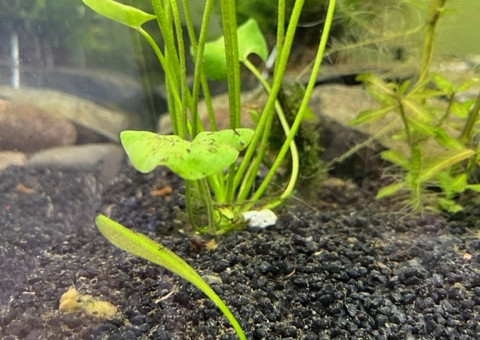 Evolution après deux semaines