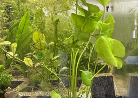 Evolution après deux semaines