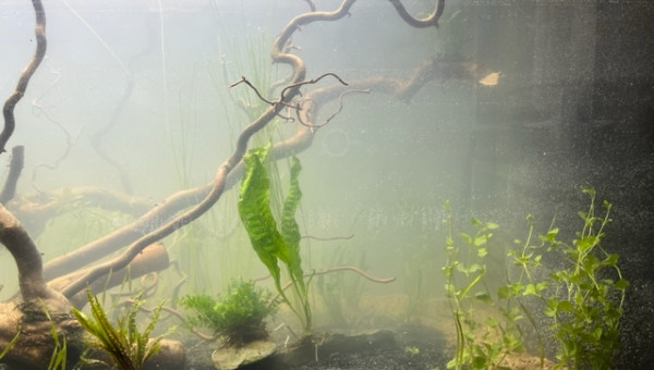 Nero - premières plantations (filtration provisoire)