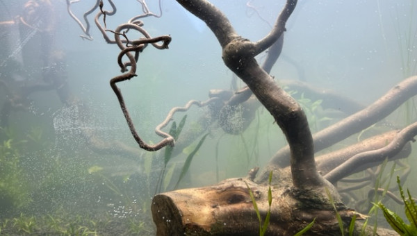 Nero - premières plantations (filtration provisoire)