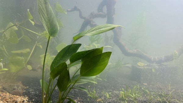 Nero - premières plantations (filtration provisoire)