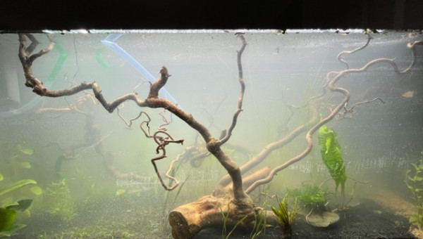 Nero - premières plantations (filtration provisoire)