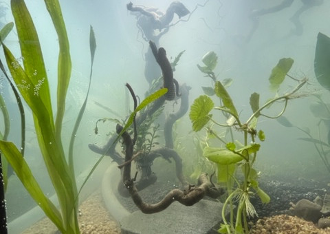 Nero - premières plantations (filtration provisoire)