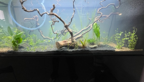 Nero - premières plantations (filtration provisoire)