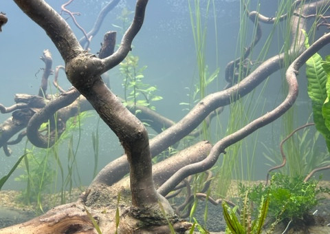 Nero - premières plantations (filtration provisoire)