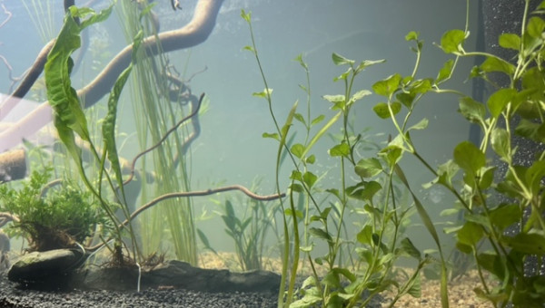 Nero - premières plantations (filtration provisoire)