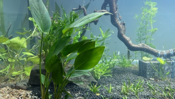 Nero - premières plantations (filtration provisoire)