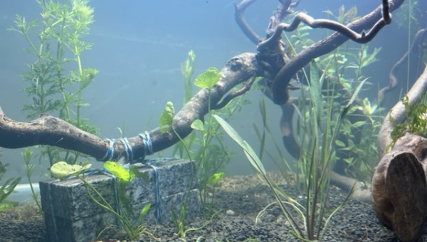 Nero - premières plantations (filtration provisoire)