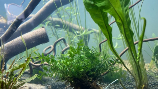 Nero - premières plantations (filtration provisoire)