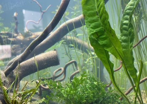 Nero - premières plantations (filtration provisoire)