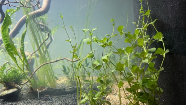 Nero - premières plantations (filtration provisoire)