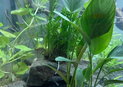 Nero - premières plantations après 48 h de filtration