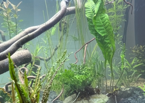 Nero - premières plantations après 48 h de filtration