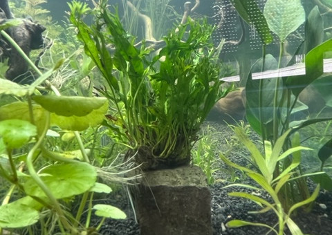 Nero - premières plantations après 48 h de filtration