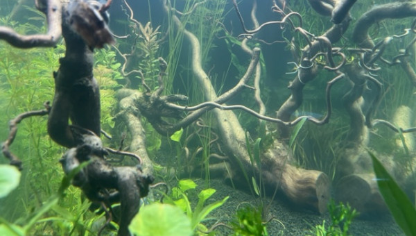 Nero - premières plantations après 48 h de filtration