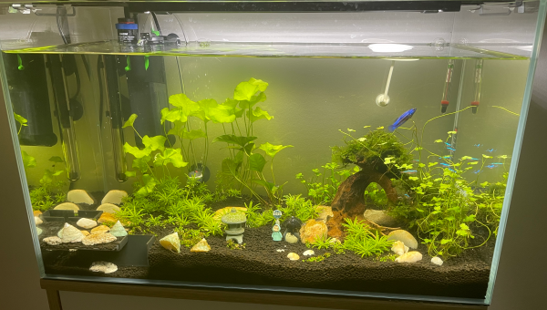 60L Amazonien Asiatique