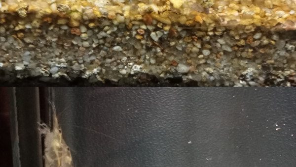 Retour de la femelle caridina