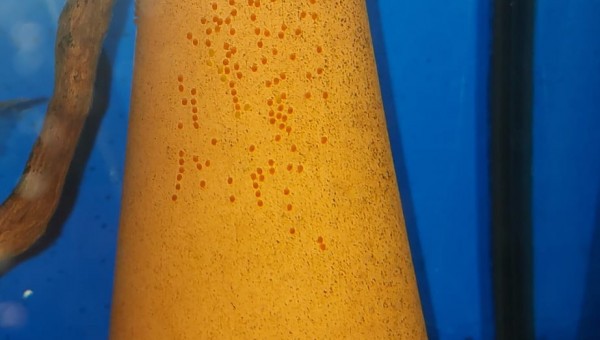 Première ponte du couple