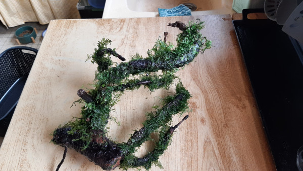 Moussage de racine d'aulne