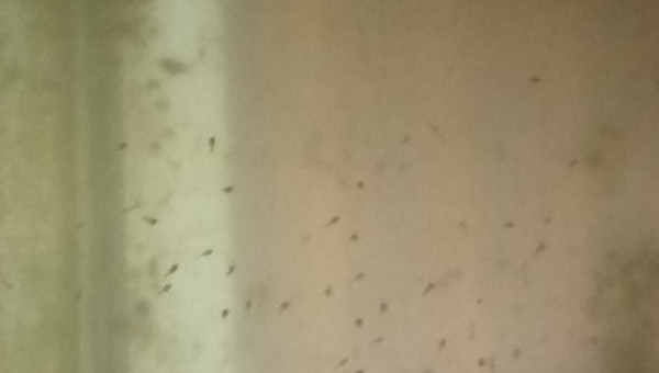 Les larves en nombre