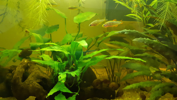 Arrivé de Microrasbora Galaxy