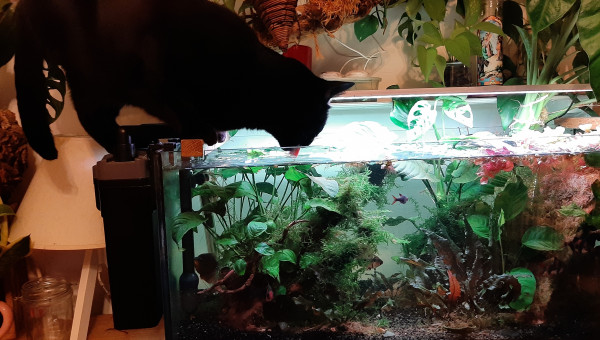 L'heure où les grands fauves vont boire