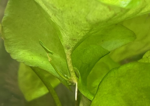 Nymphaea SP Taiwan (N. glandulifera) - Plante-fille après 4 semaines