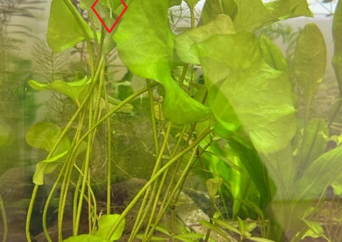 Nymphaea SP Taiwan (N. glandulifera) - Plante-fille après 4 semaines