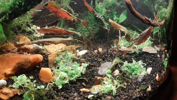 Ajout de plantes et de petits cailloux