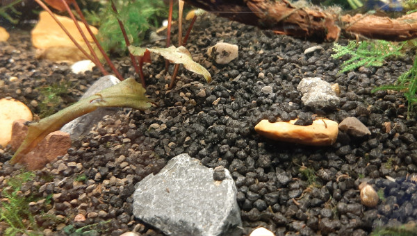 Ajout de plantes et de petits cailloux