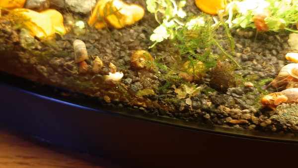 Banquet de spiruline