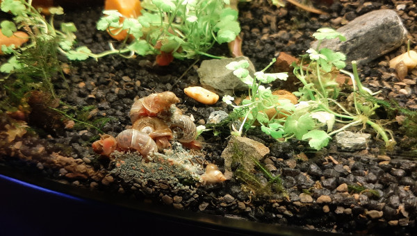 Banquet de spiruline